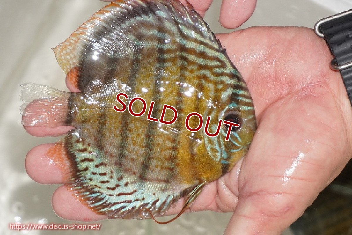 画像2: 【ワイルドディスカス】【通販】【今シーズン超希少種】アッパーテフェ ロイヤルヤングスター【個体販売】10-12cm（生体）アッパーテフェ産 (2)