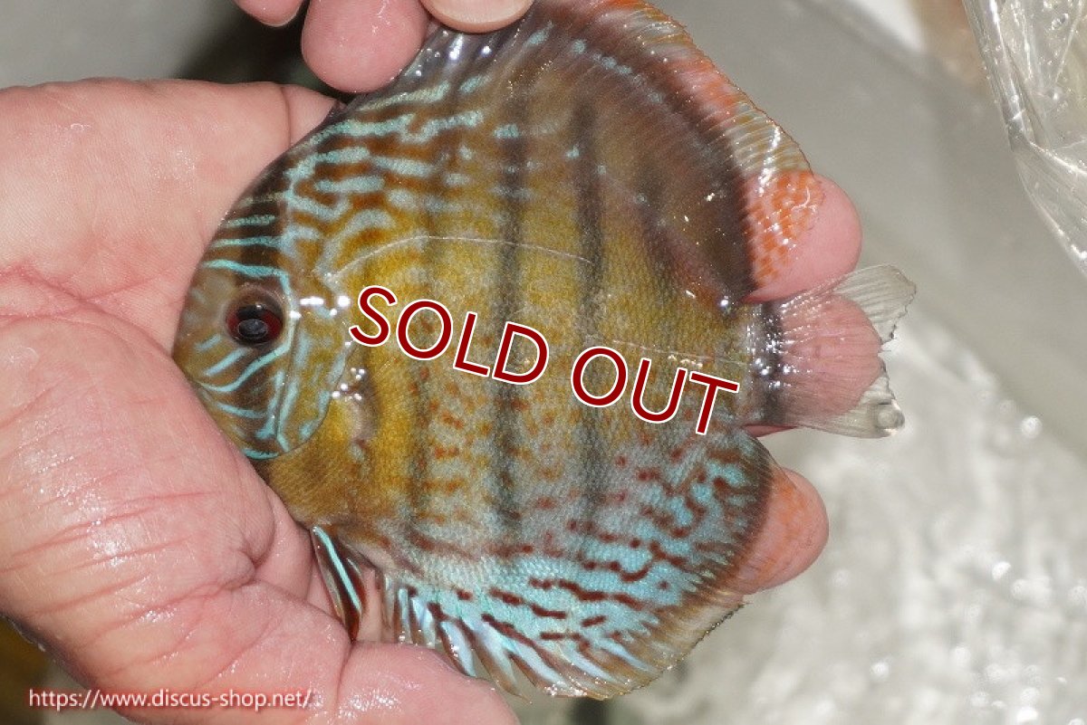 画像1: 【ワイルドディスカス】【通販】【今シーズン超希少種】アッパーテフェ ロイヤルヤングスター【個体販売】10-12cm（生体）アッパーテフェ産 (1)