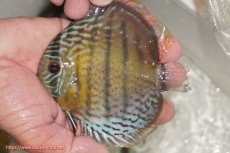 画像1: 【ワイルドディスカス】【通販】【今シーズン超希少種】アッパーテフェ ロイヤルヤングスター【個体販売】10-12cm（生体）アッパーテフェ産 (1)