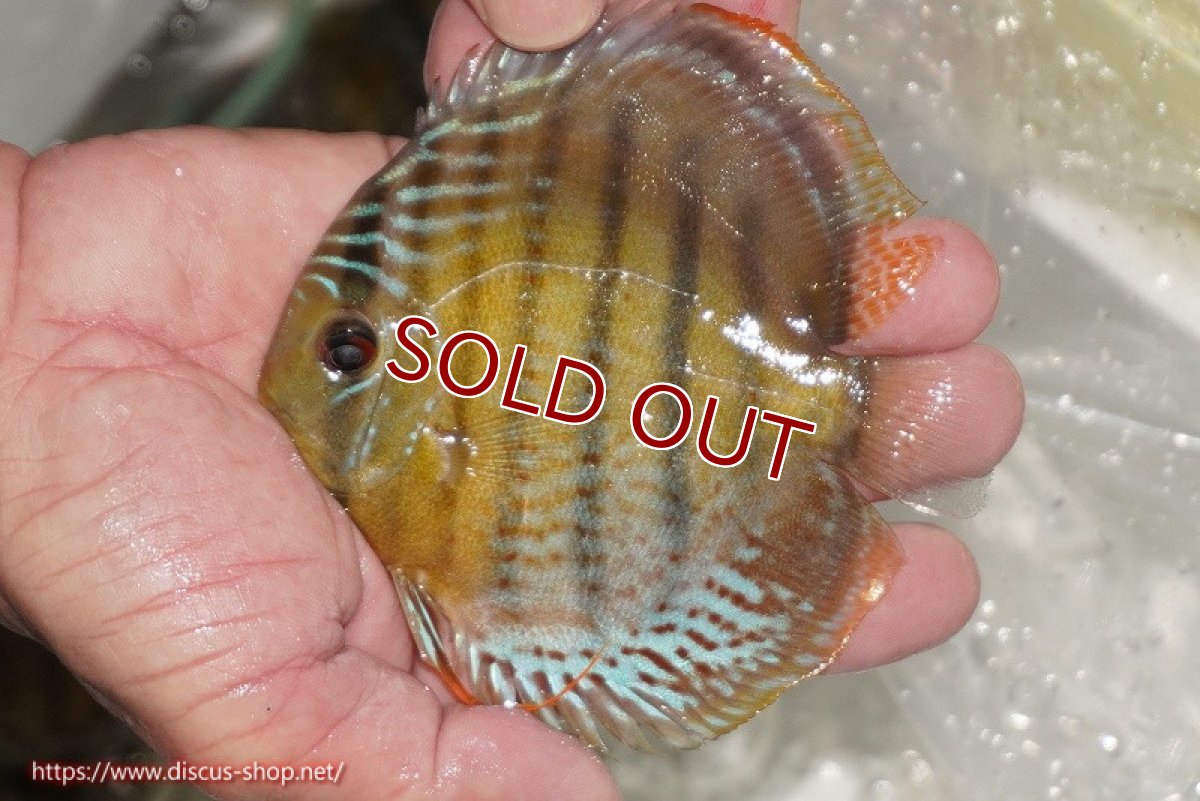 画像1: 【ワイルドディスカス】【通販】【今シーズン超希少種】アッパーテフェ ロイヤルヤングスター【個体販売】10-12cm（生体）アッパーテフェ産 (1)