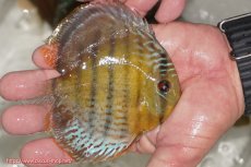 画像2: 【ワイルドディスカス】【通販】【今シーズン超希少種】アッパーテフェ ロイヤルヤングスター【個体販売】10-12cm（生体）アッパーテフェ産 (2)