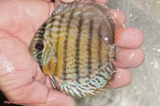 画像1: 【ワイルドディスカス】【通販】【今シーズン超希少種】アッパーテフェ ロイヤルヤングスター【個体販売】10-12cm（生体）アッパーテフェ産 (1)