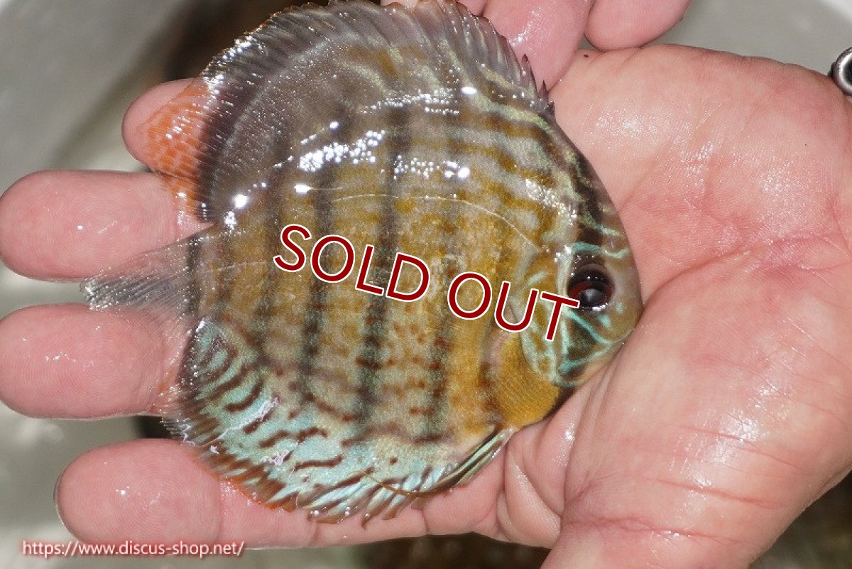 画像2: 【ワイルドディスカス】【通販】【今シーズン超希少種】アッパーテフェ ロイヤルヤングスター【個体販売】10-12cm（生体）アッパーテフェ産 (2)