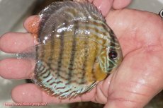 画像2: 【ワイルドディスカス】【通販】【今シーズン超希少種】アッパーテフェ ロイヤルヤングスター【個体販売】10-12cm（生体）アッパーテフェ産 (2)