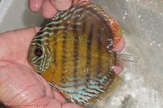 画像1: 【ワイルドディスカス】【通販】【今シーズン超希少種】アッパーテフェ ロイヤルヤングスター【個体販売】10-12cm（生体）アッパーテフェ産 (1)