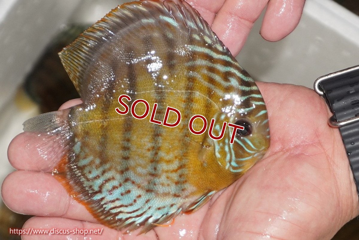 画像2: 【ワイルドディスカス】【通販】【今シーズン超希少種】アッパーテフェ ロイヤルヤングスター【個体販売】10-12cm（生体）アッパーテフェ産 (2)