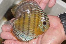 画像2: 【ワイルドディスカス】【通販】【今シーズン超希少種】アッパーテフェ ロイヤルヤングスター【個体販売】10-12cm（生体）アッパーテフェ産 (2)