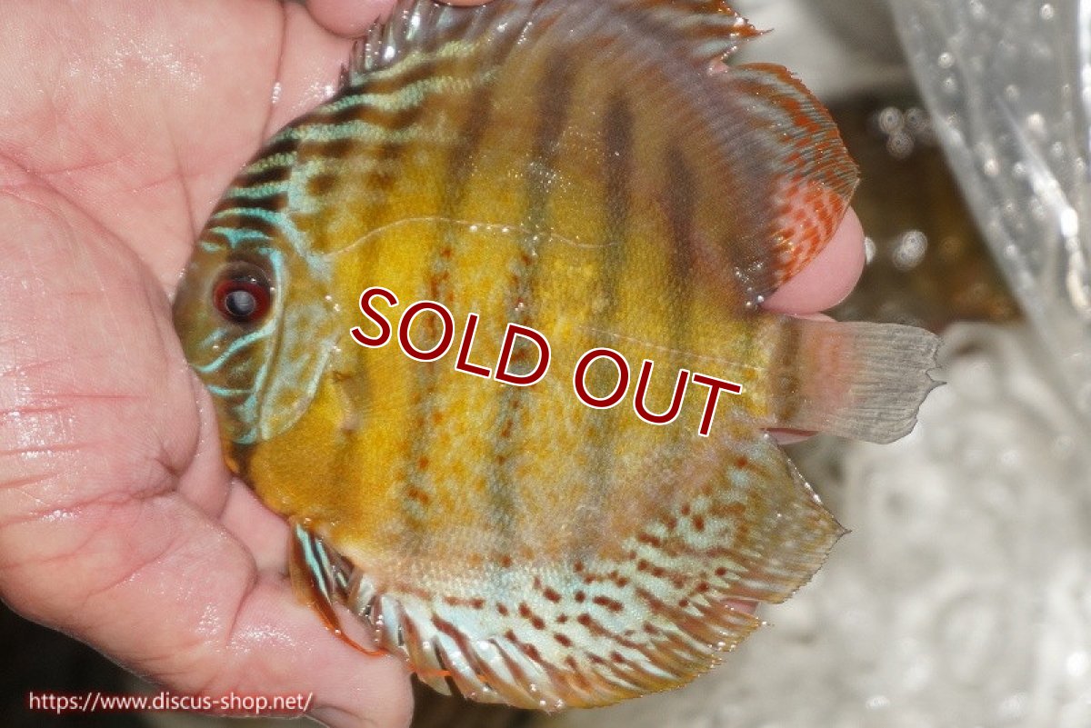 画像1: 【ワイルドディスカス】【通販】【今シーズン超希少種】アッパーテフェ ロイヤルヤングスター【個体販売】10-12cm（生体）アッパーテフェ産 (1)