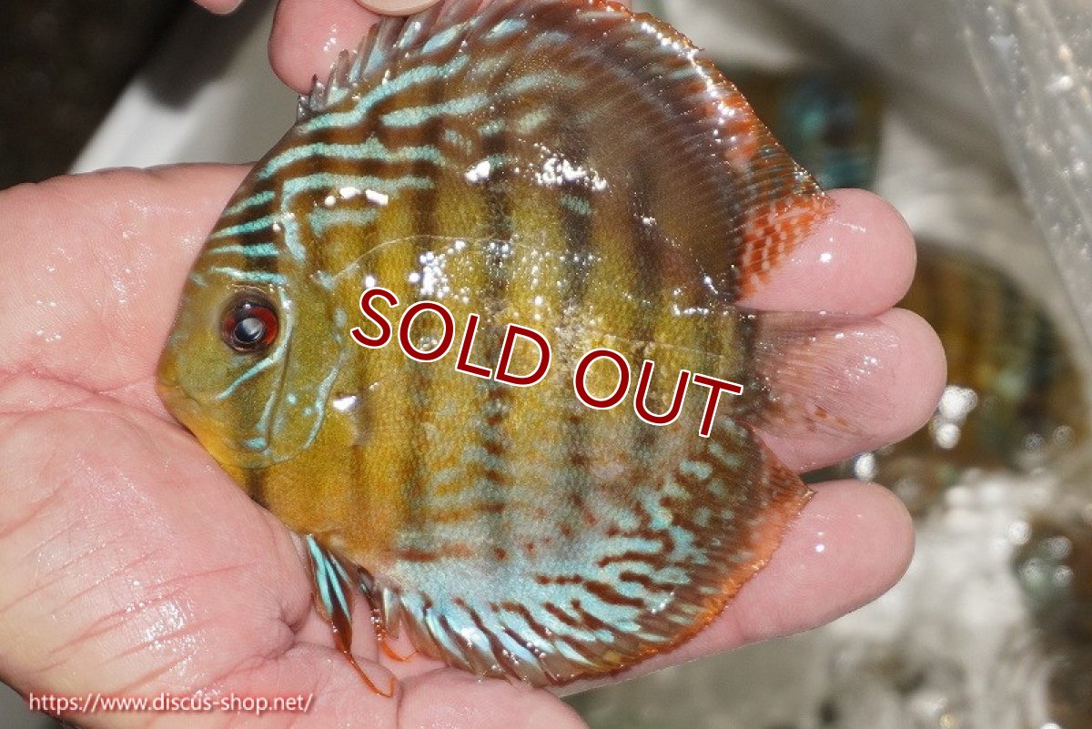 画像1: 【ワイルドディスカス】【通販】【今シーズン超希少種】アッパーテフェ ロイヤルヤングスター【個体販売】10-12cm（生体）アッパーテフェ産 (1)