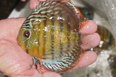 画像1: 【ワイルドディスカス】【通販】【今シーズン超希少種】アッパーテフェ ロイヤルヤングスター【個体販売】10-12cm（生体）アッパーテフェ産 (1)