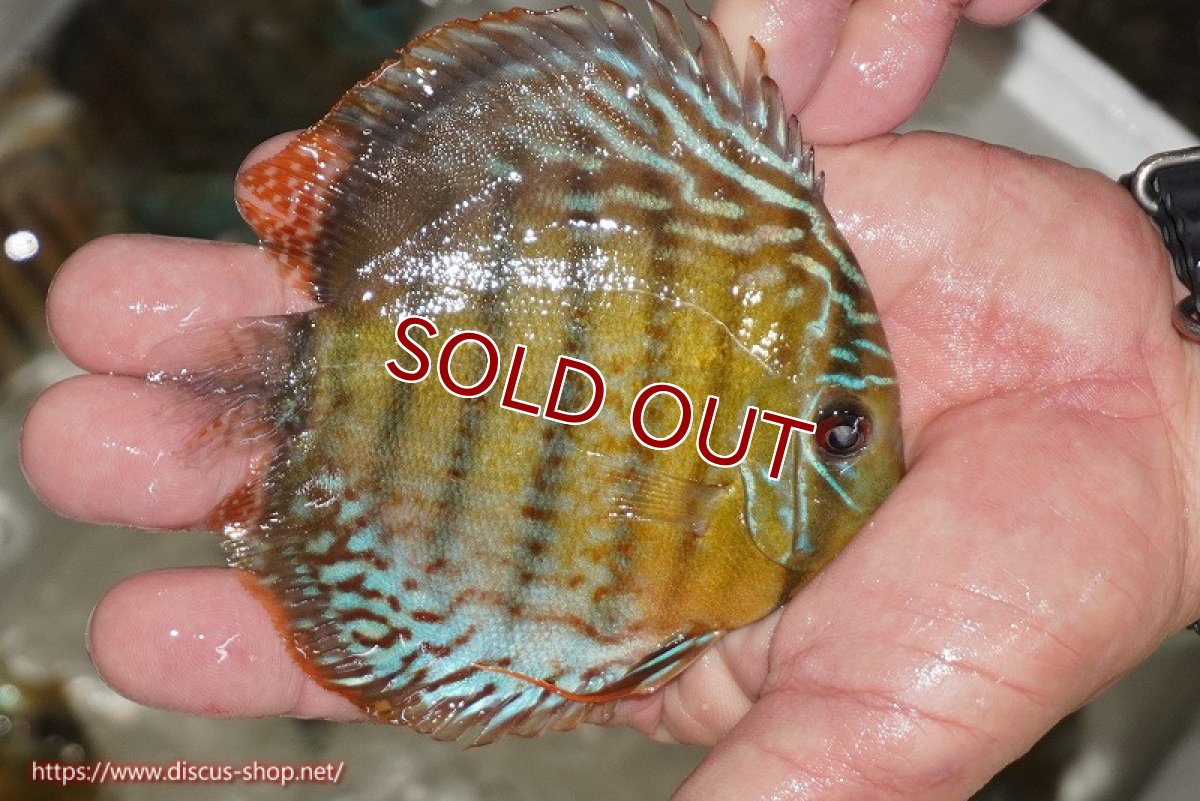画像2: 【ワイルドディスカス】【通販】【今シーズン超希少種】アッパーテフェ ロイヤルヤングスター【個体販売】10-12cm（生体）アッパーテフェ産 (2)