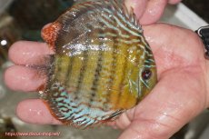 画像2: 【ワイルドディスカス】【通販】【今シーズン超希少種】アッパーテフェ ロイヤルヤングスター【個体販売】10-12cm（生体）アッパーテフェ産 (2)