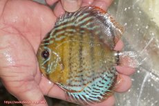 画像1: 【ワイルドディスカス】【通販】【今シーズン超希少種】アッパーテフェ ロイヤルヤングスター【個体販売】10-12cm（生体）アッパーテフェ産 (1)