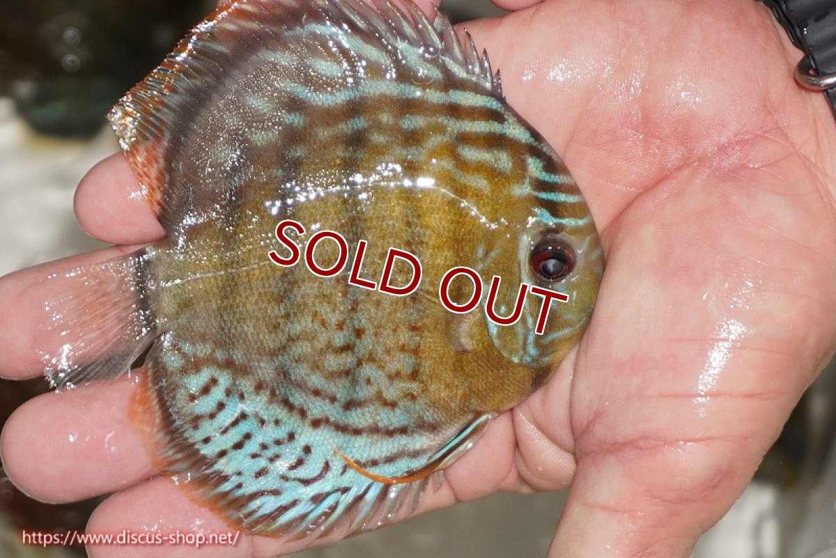 画像2: 【ワイルドディスカス】【通販】【今シーズン超希少種】アッパーテフェ ロイヤルヤングスター【個体販売】10-12cm（生体）アッパーテフェ産 (2)