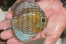 画像2: 【ワイルドディスカス】【通販】【今シーズン超希少種】アッパーテフェ ロイヤルヤングスター【個体販売】10-12cm（生体）アッパーテフェ産 (2)