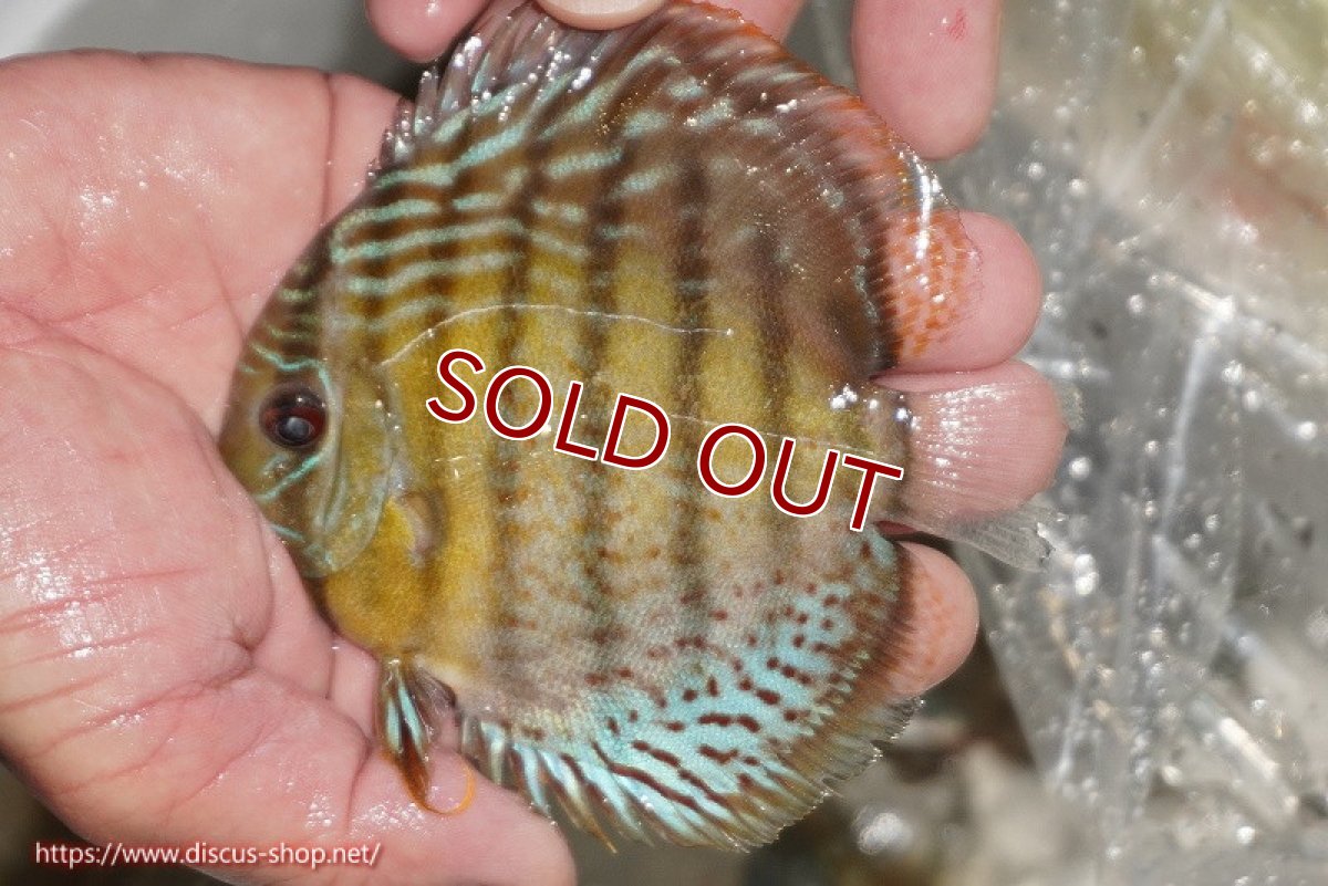 画像1: 【ワイルドディスカス】【通販】【今シーズン超希少種】アッパーテフェ ロイヤルヤングスター【個体販売】10-12cm（生体）アッパーテフェ産 (1)