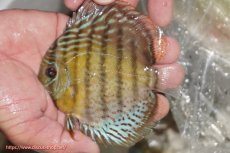 画像1: 【ワイルドディスカス】【通販】【今シーズン超希少種】アッパーテフェ ロイヤルヤングスター【個体販売】10-12cm（生体）アッパーテフェ産 (1)