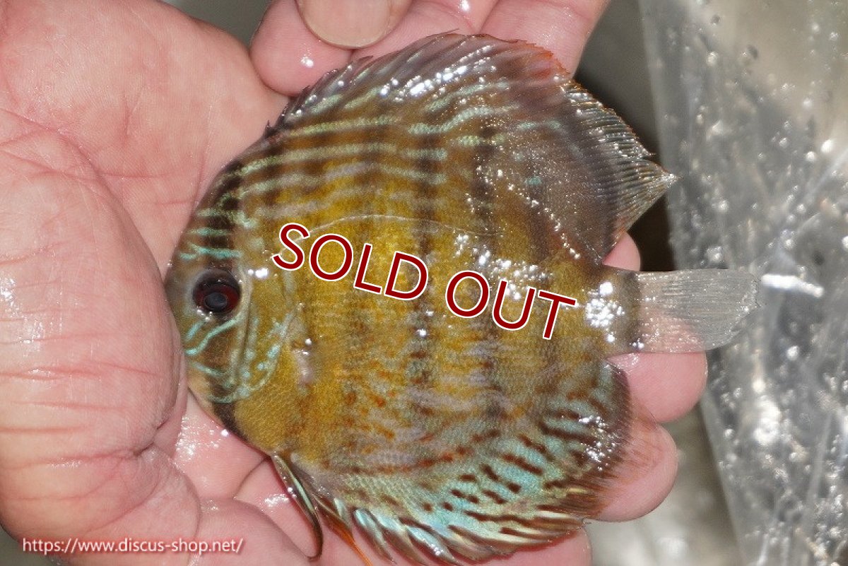 画像1: 【ワイルドディスカス】【通販】【今シーズン超希少種】アッパーテフェ ロイヤルヤングスター【個体販売】10-12cm（生体）アッパーテフェ産 (1)