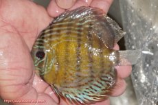 画像1: 【ワイルドディスカス】【通販】【今シーズン超希少種】アッパーテフェ ロイヤルヤングスター【個体販売】10-12cm（生体）アッパーテフェ産 (1)