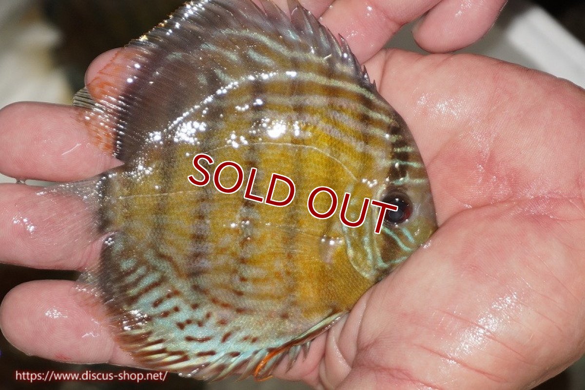 画像2: 【ワイルドディスカス】【通販】【今シーズン超希少種】アッパーテフェ ロイヤルヤングスター【個体販売】10-12cm（生体）アッパーテフェ産 (2)