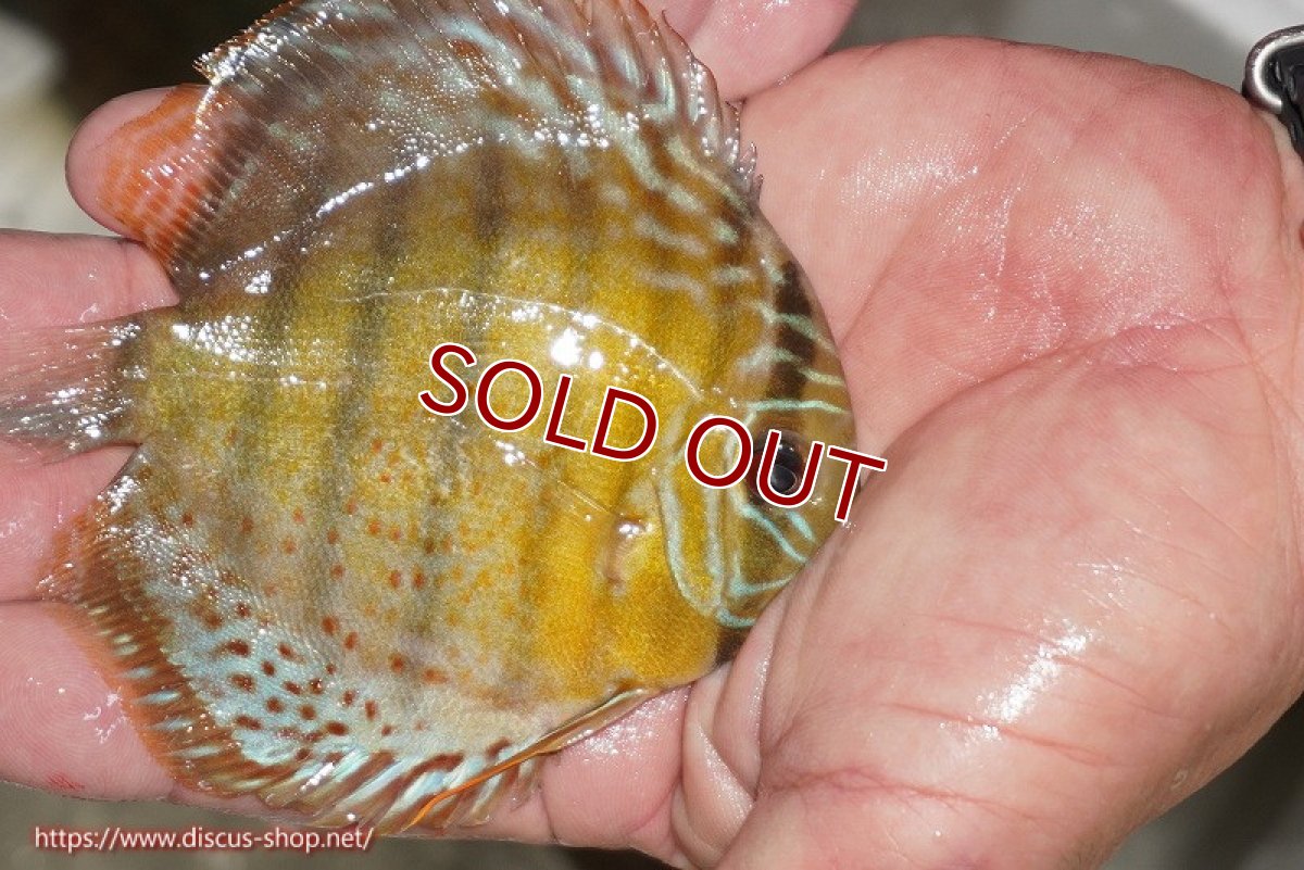 画像2: 【ワイルドディスカス】【通販】【今シーズン超希少種】アッパーテフェ ロイヤルヤングスター【個体販売】10-12cm（生体）アッパーテフェ産 (2)