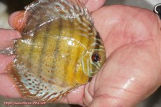 画像2: 【ワイルドディスカス】【通販】【今シーズン超希少種】アッパーテフェ ロイヤルヤングスター【個体販売】10-12cm（生体）アッパーテフェ産 (2)