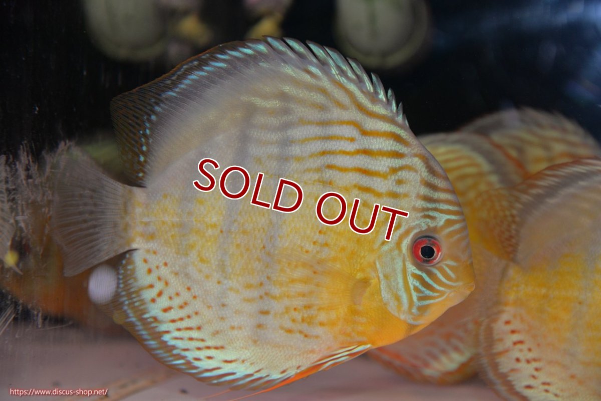 画像1: 【ワイルドディスカス】【通販】【今シーズン超希少種】アッパーテフェロイヤルグリーン【個体販売】14-16cm（生体）アッパーテフェ産 (1)