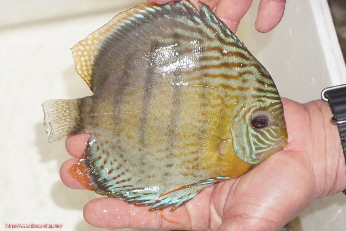 画像2: 【決算セール対象個体】【ワイルドディスカス】【通販】【今シーズン超希少種】アッパーテフェロイヤルグリーン【個体販売】14-16cm（生体）アッパーテフェ産 (2)