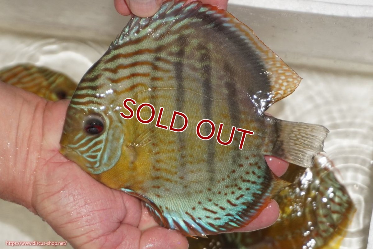 画像2: 【ワイルドディスカス】【通販】【今シーズン超希少種】アッパーテフェロイヤルグリーン【個体販売】14-16cm（生体）アッパーテフェ産 (2)