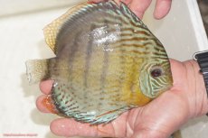 画像2: 【決算セール対象個体】【ワイルドディスカス】【通販】【今シーズン超希少種】アッパーテフェロイヤルグリーン【個体販売】14-16cm（生体）アッパーテフェ産 (2)