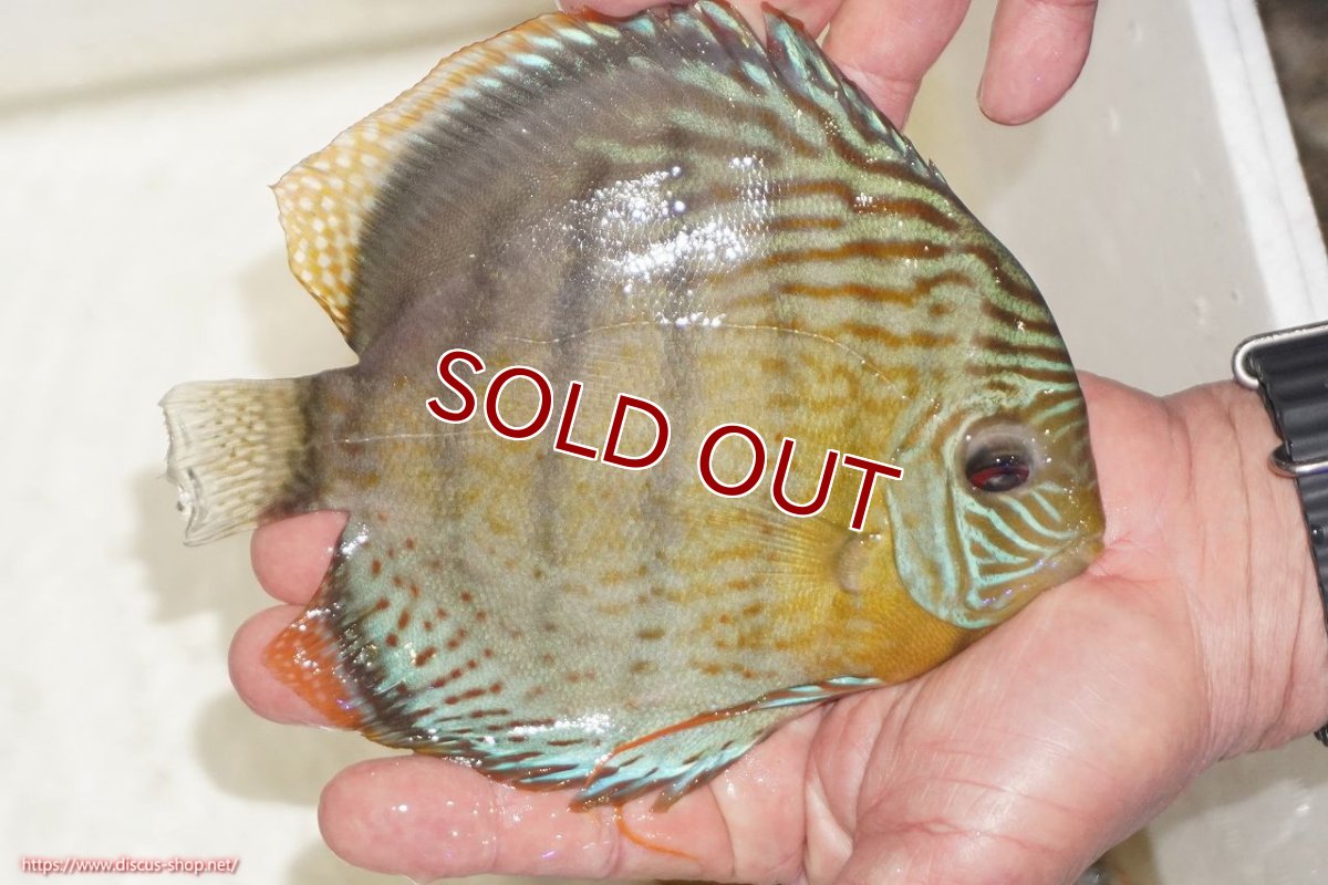 画像3: 【ワイルドディスカス】【通販】【今シーズン超希少種】アッパーテフェロイヤルグリーン【個体販売】14-16cm（生体）アッパーテフェ産 (3)