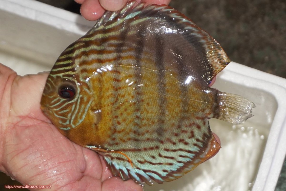 画像1: 【決算セール対象個体】【ワイルドディスカス】【通販】【今シーズン超希少種】アッパーテフェロイヤルグリーン【個体販売】14-16cm（生体）アッパーテフェ産 (1)