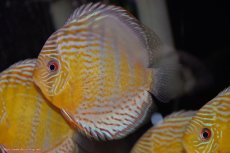 画像4: 【ワイルドディスカス】【通販】【今シーズン超希少種】アッパーテフェロイヤルグリーン【個体販売】14-16cm（生体）アッパーテフェ産 (4)