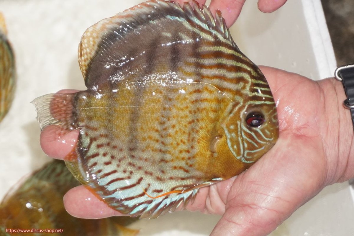 画像6: 【ワイルドディスカス】【通販】【今シーズン超希少種】アッパーテフェロイヤルグリーン【個体販売】14-16cm（生体）アッパーテフェ産 (6)