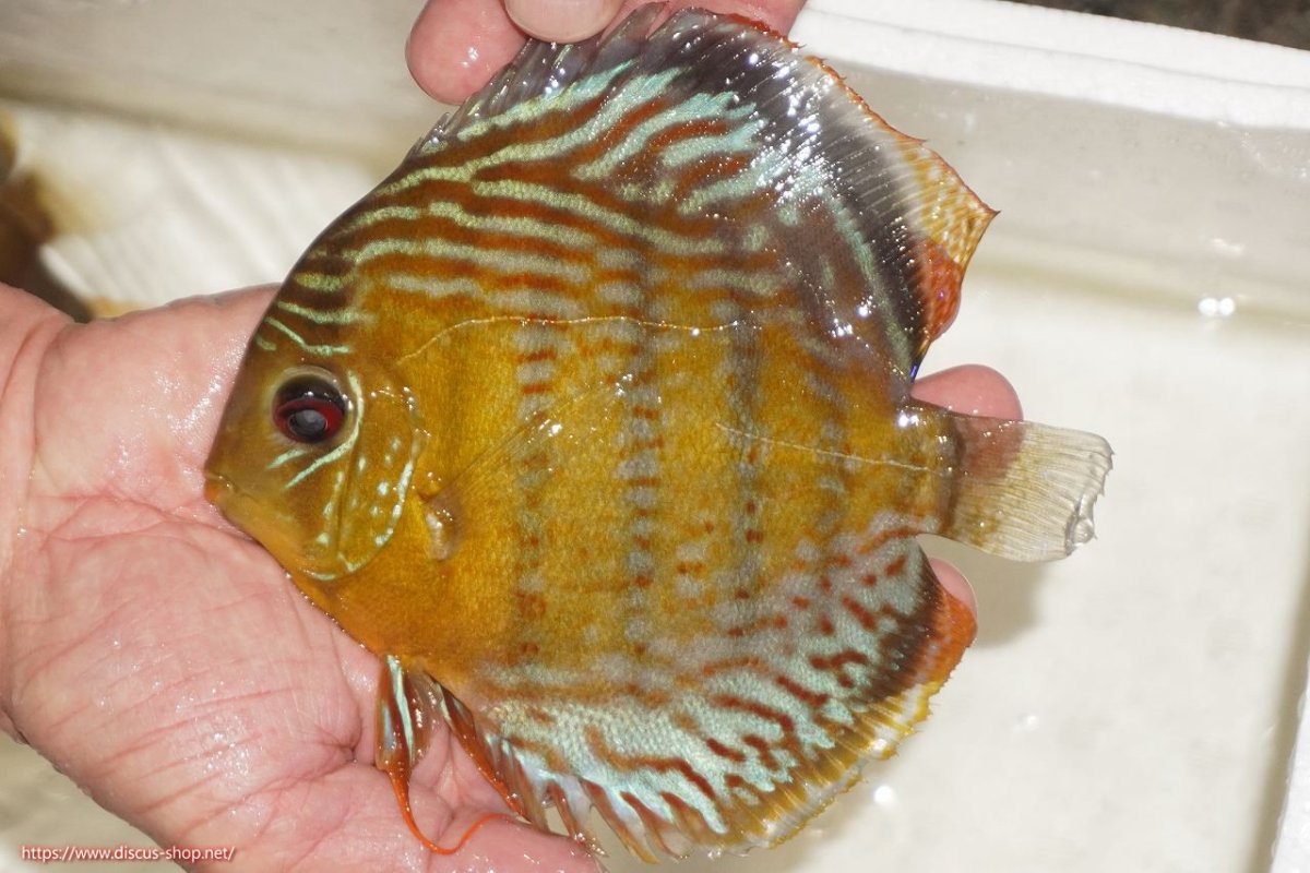 画像1: 【決算セール対象個体】【ワイルドディスカス】【通販】【今シーズン超希少種】アッパーテフェロイヤルグリーン【個体販売】14-16cm（生体）アッパーテフェ産 (1)