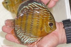 画像2: 【決算セール対象個体】【ワイルドディスカス】【通販】【今シーズン超希少種】アッパーテフェロイヤルグリーン【個体販売】14-16cm（生体）アッパーテフェ産 (2)