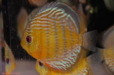 画像3: 【ワイルドディスカス】【通販】【今シーズン超希少種】アッパーテフェロイヤルグリーン【個体販売】14-16cm（生体）アッパーテフェ産 (3)