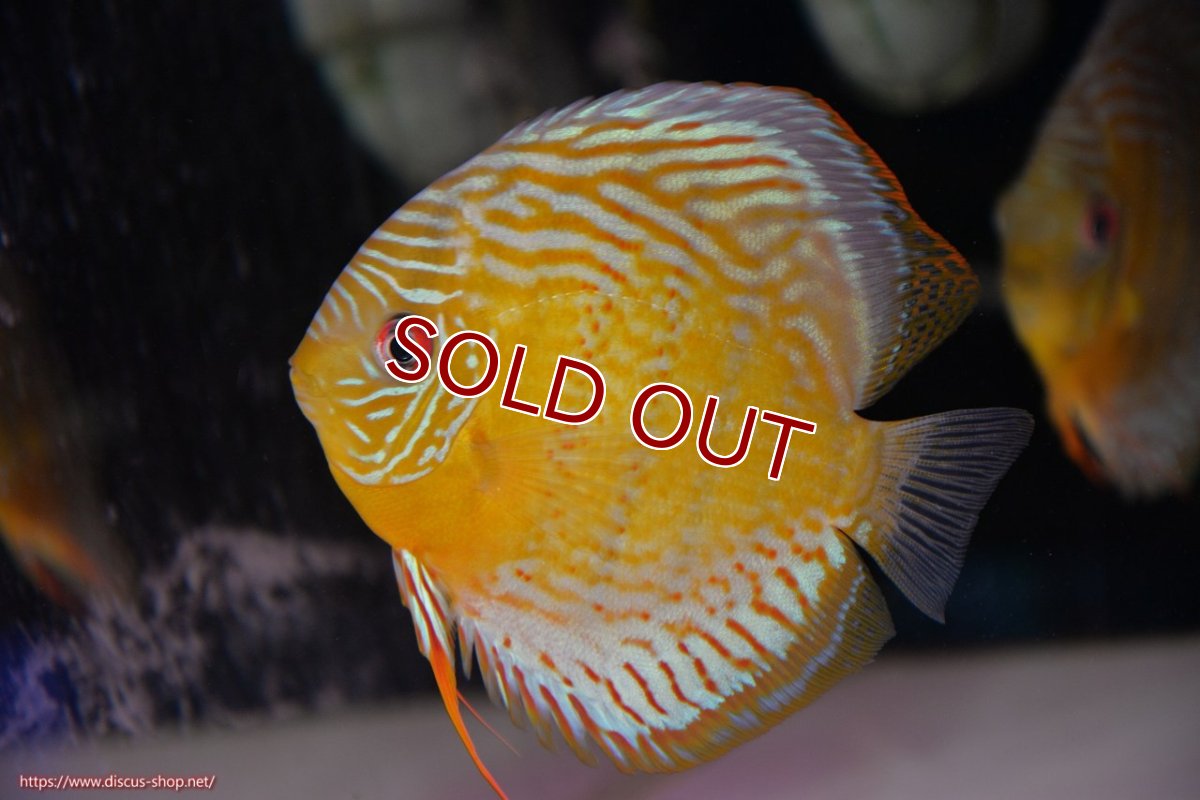 画像1: 【ワイルドディスカス】【通販】【今シーズン超希少種】アッパーテフェロイヤルグリーン【個体販売】14-16cm（生体）アッパーテフェ産 (1)