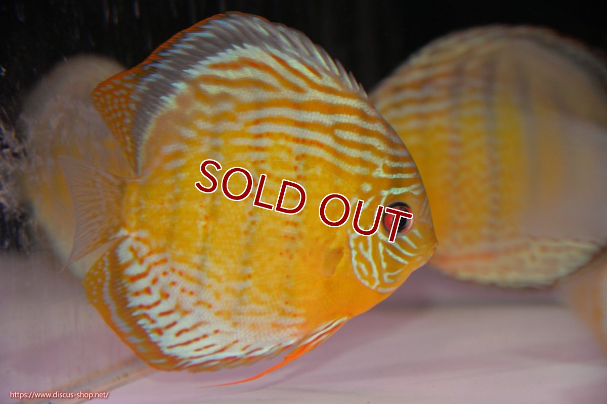 画像2: 【ワイルドディスカス】【通販】【今シーズン超希少種】アッパーテフェロイヤルグリーン【個体販売】14-16cm（生体）アッパーテフェ産 (2)