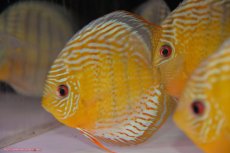 画像3: 【ワイルドディスカス】【通販】【今シーズン超希少種】アッパーテフェロイヤルグリーン【個体販売】14-16cm（生体）アッパーテフェ産 (3)