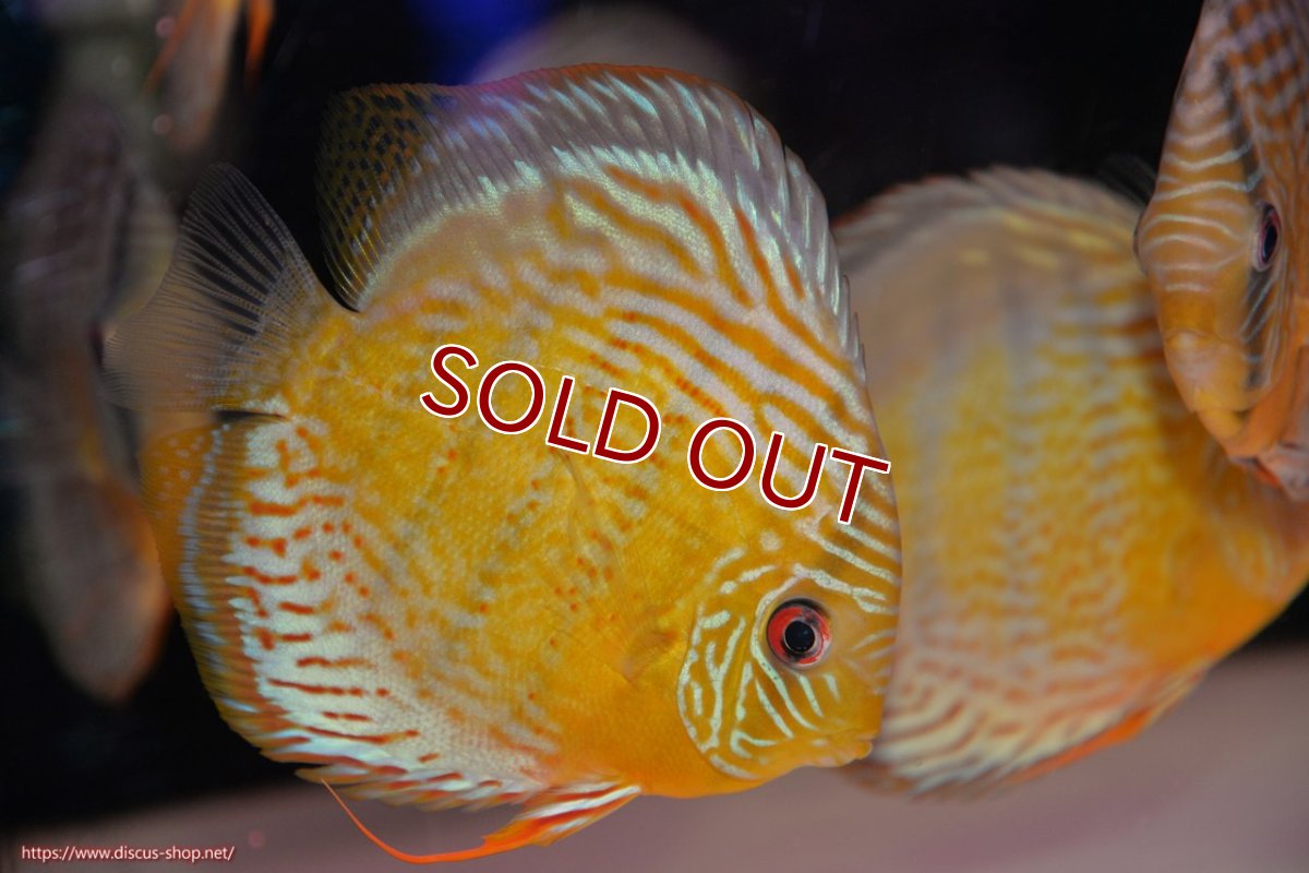 画像4: 【ワイルドディスカス】【通販】【今シーズン超希少種】アッパーテフェロイヤルグリーン【個体販売】14-16cm（生体）アッパーテフェ産 (4)