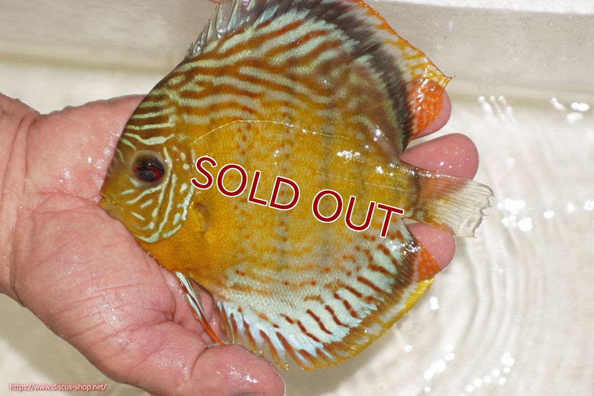 画像5: 【ワイルドディスカス】【通販】【今シーズン超希少種】アッパーテフェロイヤルグリーン【個体販売】14-16cm（生体）アッパーテフェ産 (5)