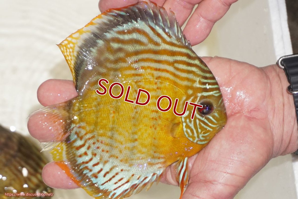 画像6: 【ワイルドディスカス】【通販】【今シーズン超希少種】アッパーテフェロイヤルグリーン【個体販売】14-16cm（生体）アッパーテフェ産 (6)