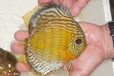 画像6: 【ワイルドディスカス】【通販】【今シーズン超希少種】アッパーテフェロイヤルグリーン【個体販売】14-16cm（生体）アッパーテフェ産 (6)