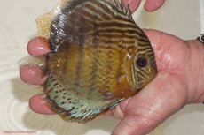 画像2: 【決算セール対象個体】【ワイルドディスカス】【通販】【今シーズン超希少種】アッパーテフェロイヤルグリーン【個体販売】14-16cm（生体）アッパーテフェ産 (2)