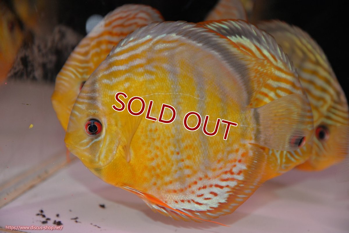 画像1: 【ワイルドディスカス】【通販】【今シーズン超希少種】アッパーテフェロイヤルグリーン【個体販売】14-16cm（生体）アッパーテフェ産 (1)