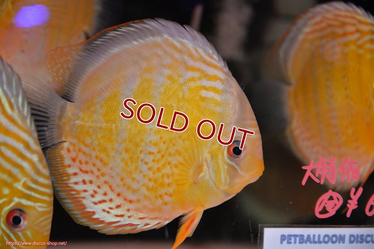 画像2: 【ワイルドディスカス】【通販】【今シーズン超希少種】アッパーテフェロイヤルグリーン【個体販売】14-16cm（生体）アッパーテフェ産 (2)