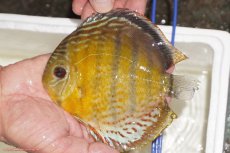 画像3: 【ワイルドディスカス】【通販】【今シーズン超希少種】アッパーテフェロイヤルグリーン【個体販売】14-16cm（生体）アッパーテフェ産 (3)