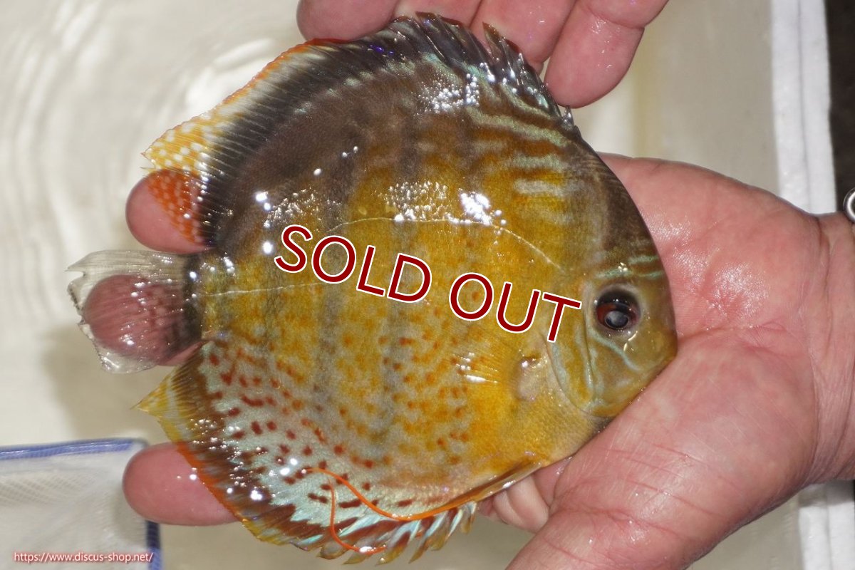 画像4: 【ワイルドディスカス】【通販】【今シーズン超希少種】アッパーテフェロイヤルグリーン【個体販売】14-16cm（生体）アッパーテフェ産 (4)