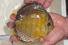 画像4: 【ワイルドディスカス】【通販】【今シーズン超希少種】アッパーテフェロイヤルグリーン【個体販売】14-16cm（生体）アッパーテフェ産 (4)